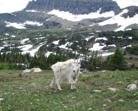 Mountain Goat at Hidden Lake